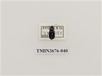 藏品(步行蟲(2))的圖片